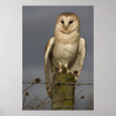 Suche nach kluge poster Vogel