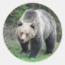 Suche nach grizzly aufkleber Tierwelt