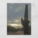 Suche nach cactus postkarten Denken sie