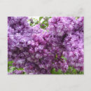 Recherche de couleur lilas cartes postales Nature