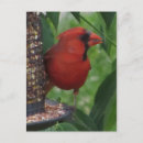 Recherche de alimentation cartes postales Nature