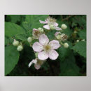 Recherche de blackberry posters Pour tous