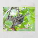 Recherche de fente cartes postales Animal