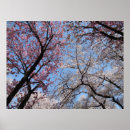 Suche nach cherry blossom poster Natur