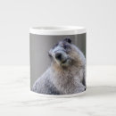 Recherche de marmottes tasses Faune