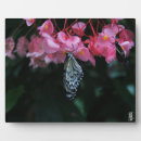 Suche nach käfer fotoplatten Schmetterling