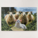 Recherche de agneau puzzles Troupeau de moutons