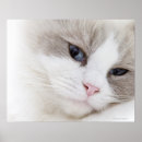 Suche nach ragdoll katze poster Tiere