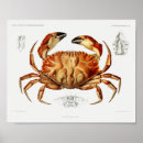 Suche nach crab poster Strandkunst