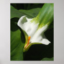 Recherche de calla posters Jardin