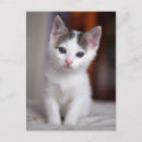 Suche nach gepunktete katze postkarten Kätzchen