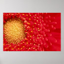 Suche nach gänseblümchen poster Mit blumen