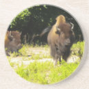 Recherche de bison dessous de verres Ouest