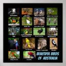 Suche nach australier poster Vögel