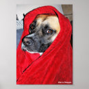 Suche nach hundeporträt poster Welpe