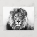 Recherche de lionne cartes postales Afrique