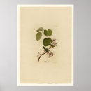 Recherche de marais art Oiseaux