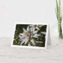 Recherche de edelweiss vœux cartes Floral