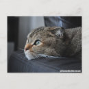 Recherche de plié cartes postales Chat