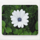 Recherche de marguerite africaine tapis souris Nature
