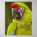 Suche nach amazonas wald poster Ara