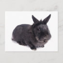 Suche nach ostern kaninchen postkarten Tier