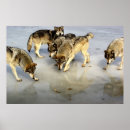 Suche nach wolf pack poster Wildtiere