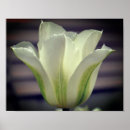 Recherche de rayure florale art Nature