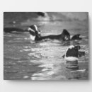 Recherche de pingouins plaques Animaux