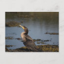 Suche nach kormoran postkarten Tierwelt