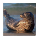 Recherche de christopher carreaux Californie