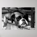 Suche nach boxer hund poster Kaninchen