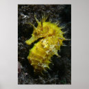 Suche nach hippocampus poster Strand