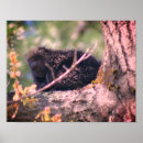 Recherche de porc épic posters Animal