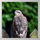 Recherche de ornithologie posters Oiseau de proie