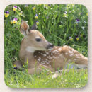 Recherche de cerfs communs de queue maison deco Dehors