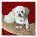 Recherche de shih tzu chien art Dog