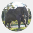 Suche nach afrikanischer elefant aufkleber Südafrika