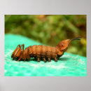 Recherche de homard posters Pour tous