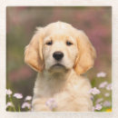 Suche nach niedliche welpen untersetzer Retriever