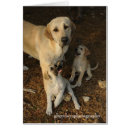 Recherche de anatolien Chiot