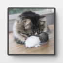 Recherche de yeux plaques Chaton