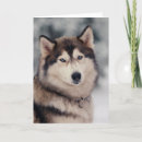 Suche nach schneehund karten Sibirischer husky