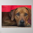 Suche nach ridgeback poster Rasse