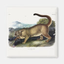 Suche nach puma magnete Katze