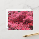 Suche nach rhododendren postkarten Azaleen