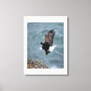 Suche nach adler leinwandbilder Tierwelt