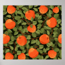 Suche nach vintage ernte poster Obst