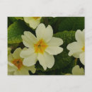 Suche nach primula postkarten Primzahl