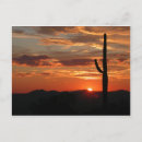 Recherche de coupe cartes postales Cactus